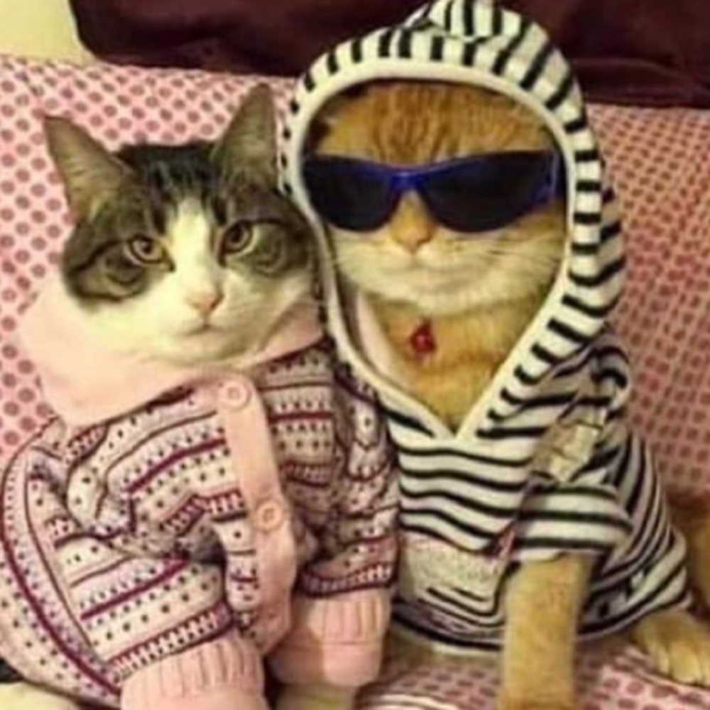 Meet your Posher, Layla